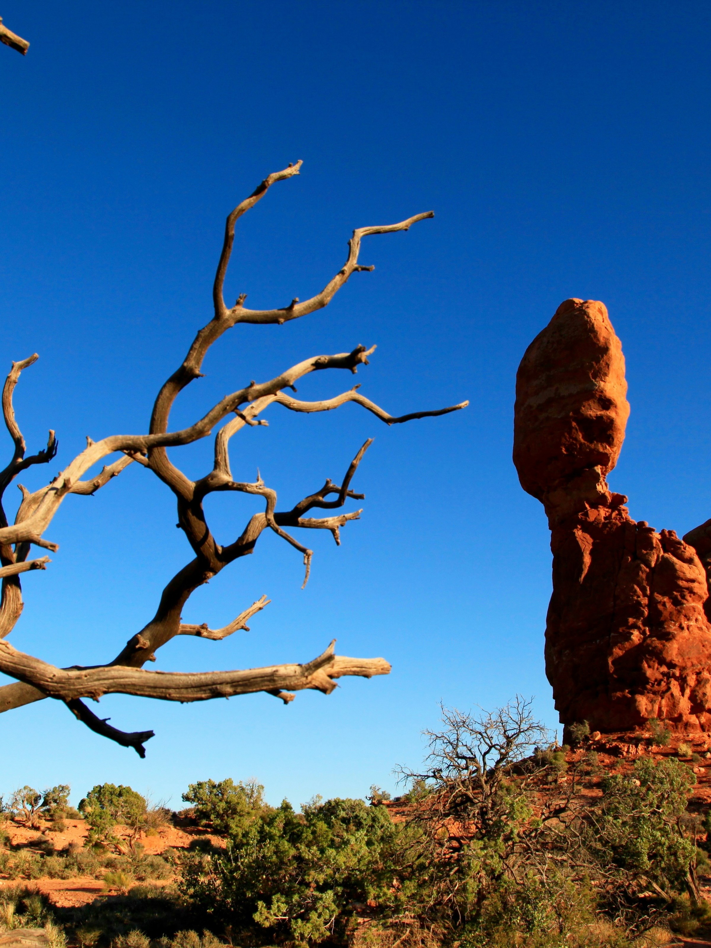 Balanced rock formation and dry tree against a clear blue sky.